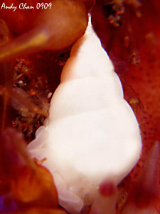 Fire Urchin Shell less than 1 cm - Seraya Secret
Canon G... by Andy Chan 